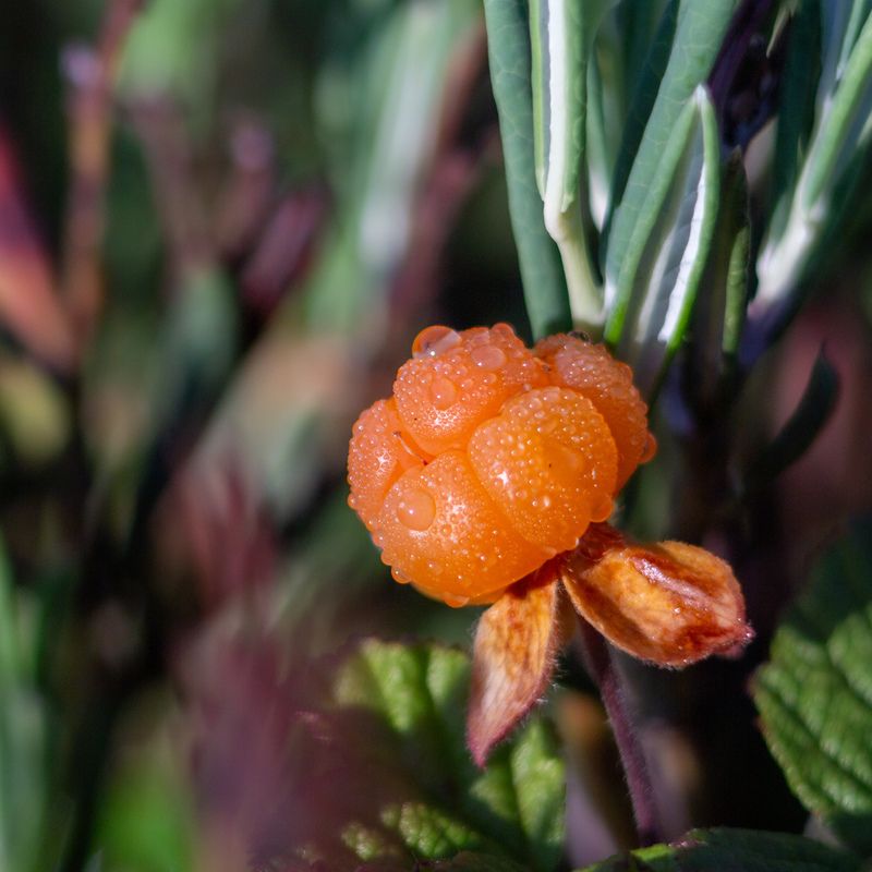 Болотное солнышкоphoto preview