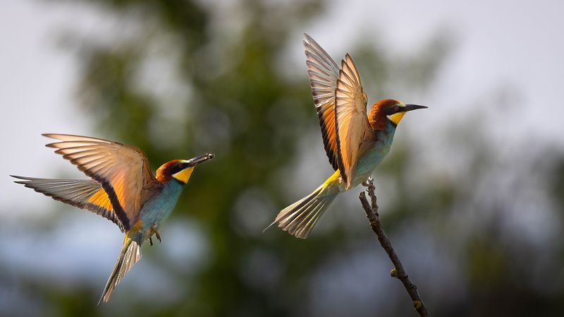 Bee-eater фото превью