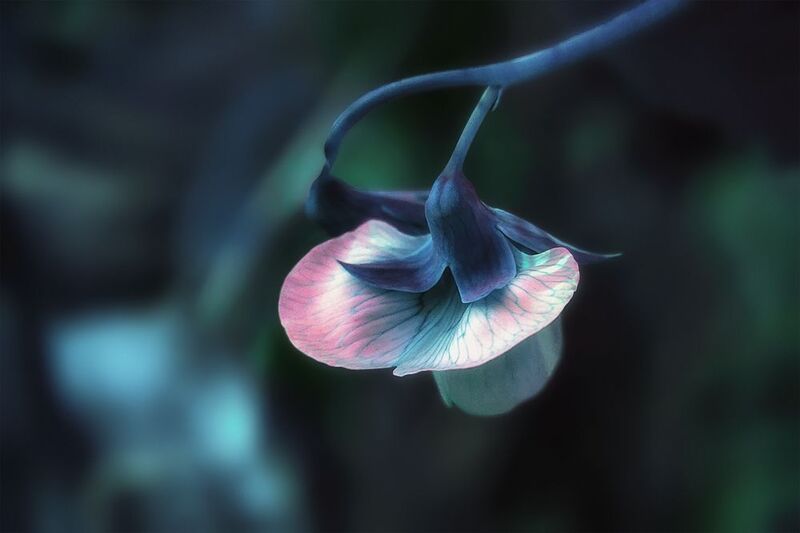 цветок, душистый горошек Душистый горошекphoto preview