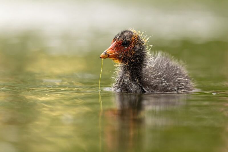 птицы, лысуха, птенец, лысенок Маленький мечтательphoto preview