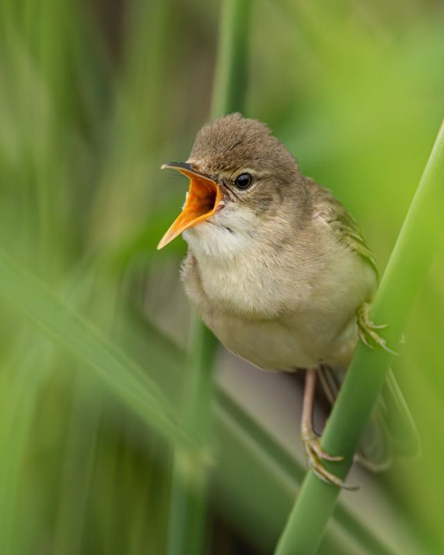 болотная камышовка, камышовка, птицы Болотная камышовкаphoto preview