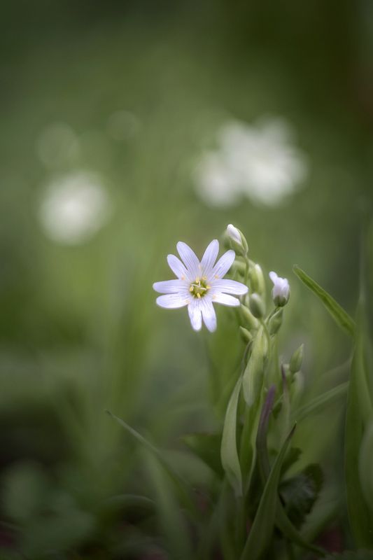 звездчатка, макро, цветы, природа, растение Звездчатка фото превью