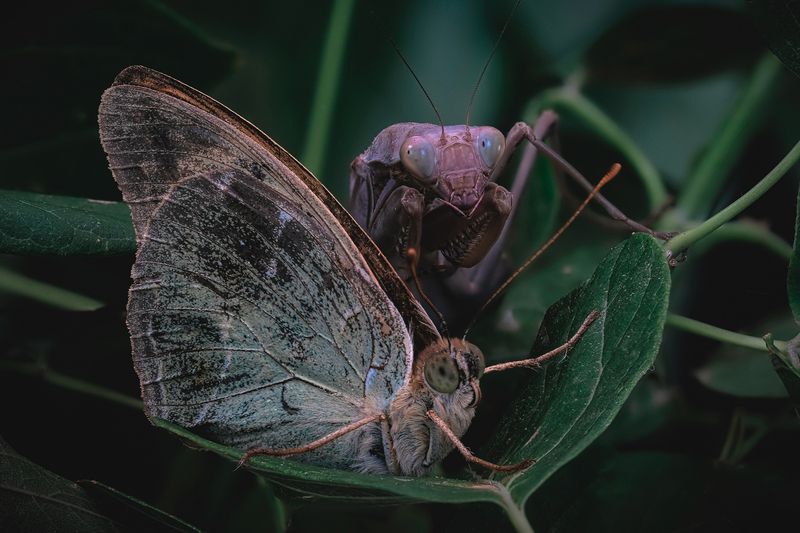 съемка макро богомола, богомол фото, охота богомола, экзотика насекомых, удивительные кадры, mantis photography, insect nature, amazing insect shots, mantis hunting Сансараphoto preview