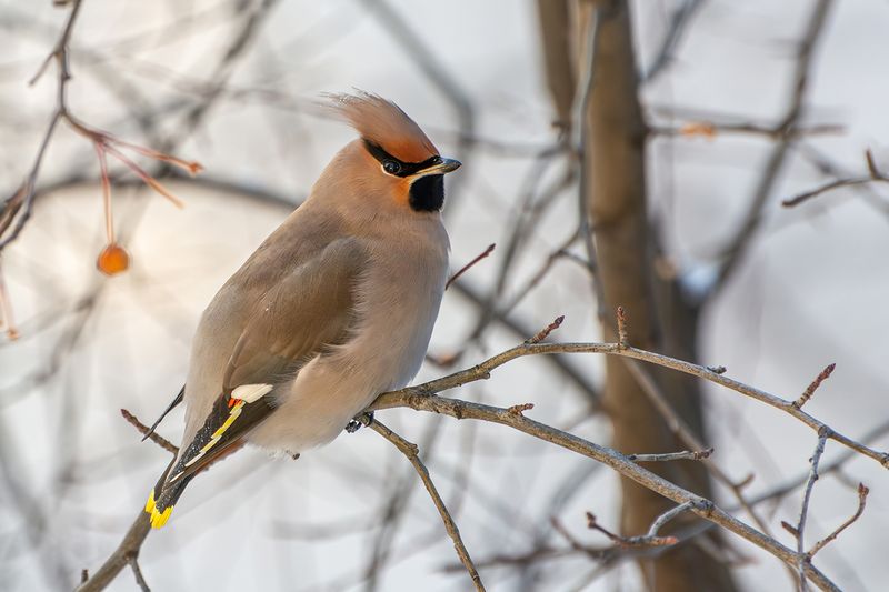 свиристель Свиристельphoto preview