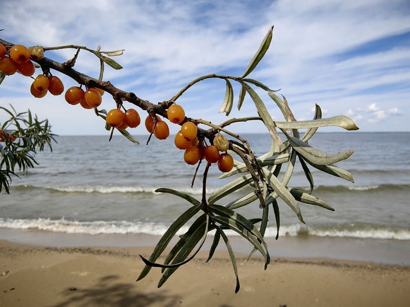 природа,флора,облепиха,растения Облепихаphoto preview