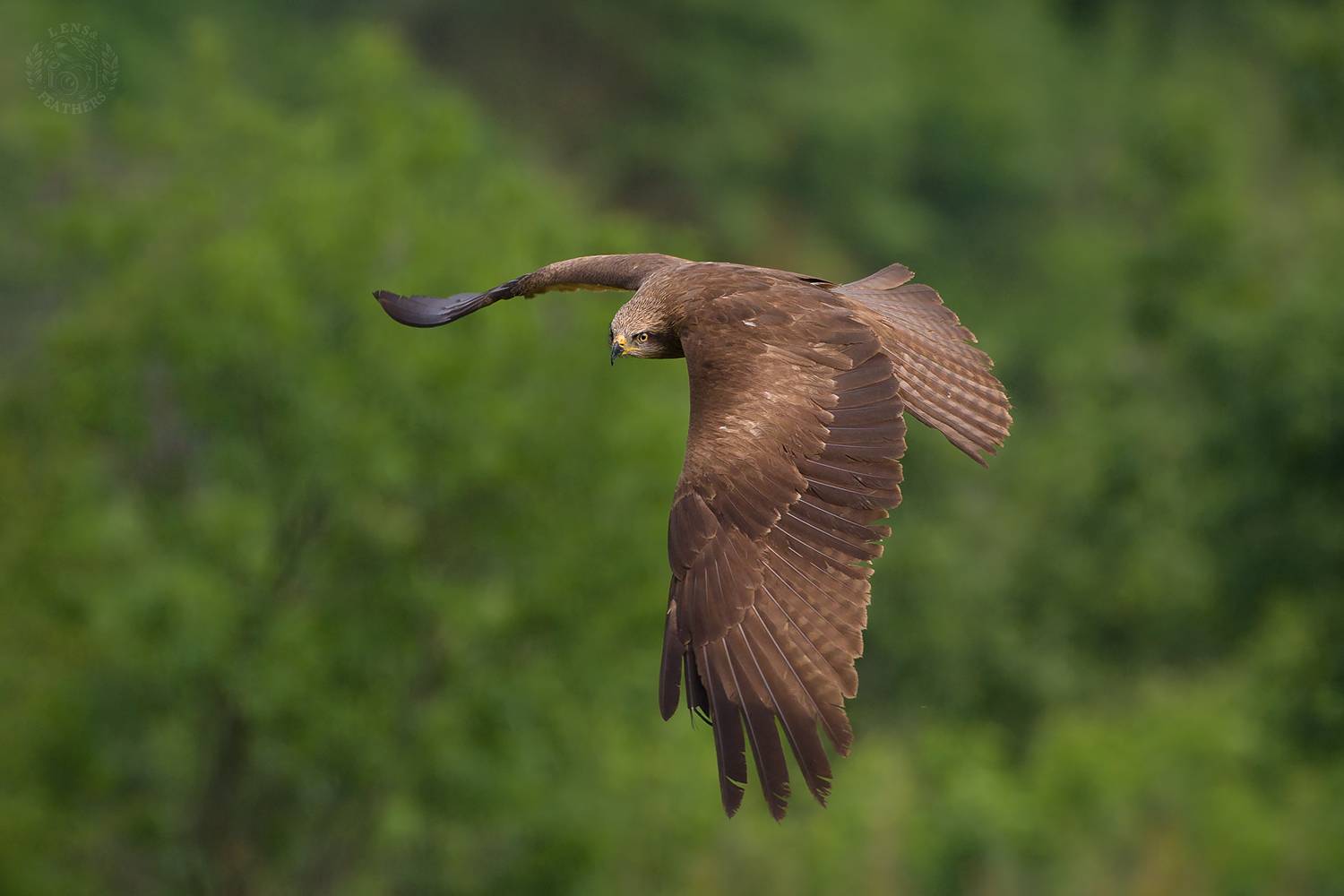 Черный коршун - Lens and Feathers. Автор: Евгени Стефанов , Евгени Стефанов