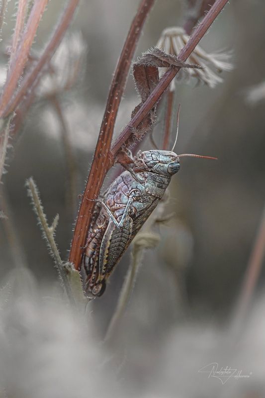 саранча, насекомые, лето, макро, макрофотография, художественная макрофотография, арт-фото, артфото, лето2025, август Качающаяся на ветруphoto preview