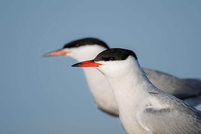 крачка, чайка, речная крачка, птицы, птицы россии, природа, фауна Уверенностьphoto preview