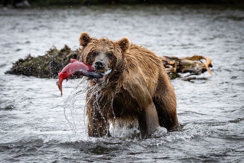 Камчатка, медведь, рыба, рыбалка, хищник, зверь, голодный Посмотрите какую рыбу я поймалphoto preview