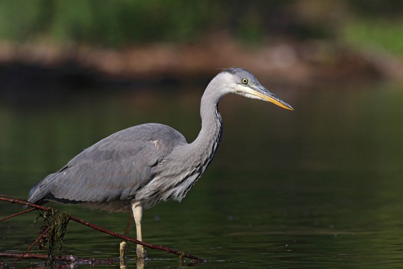 серая цапля, цапля, ardea cinerea, grey heron, heron, куршская коса, куршский залив Молодая рыбачкаphoto preview