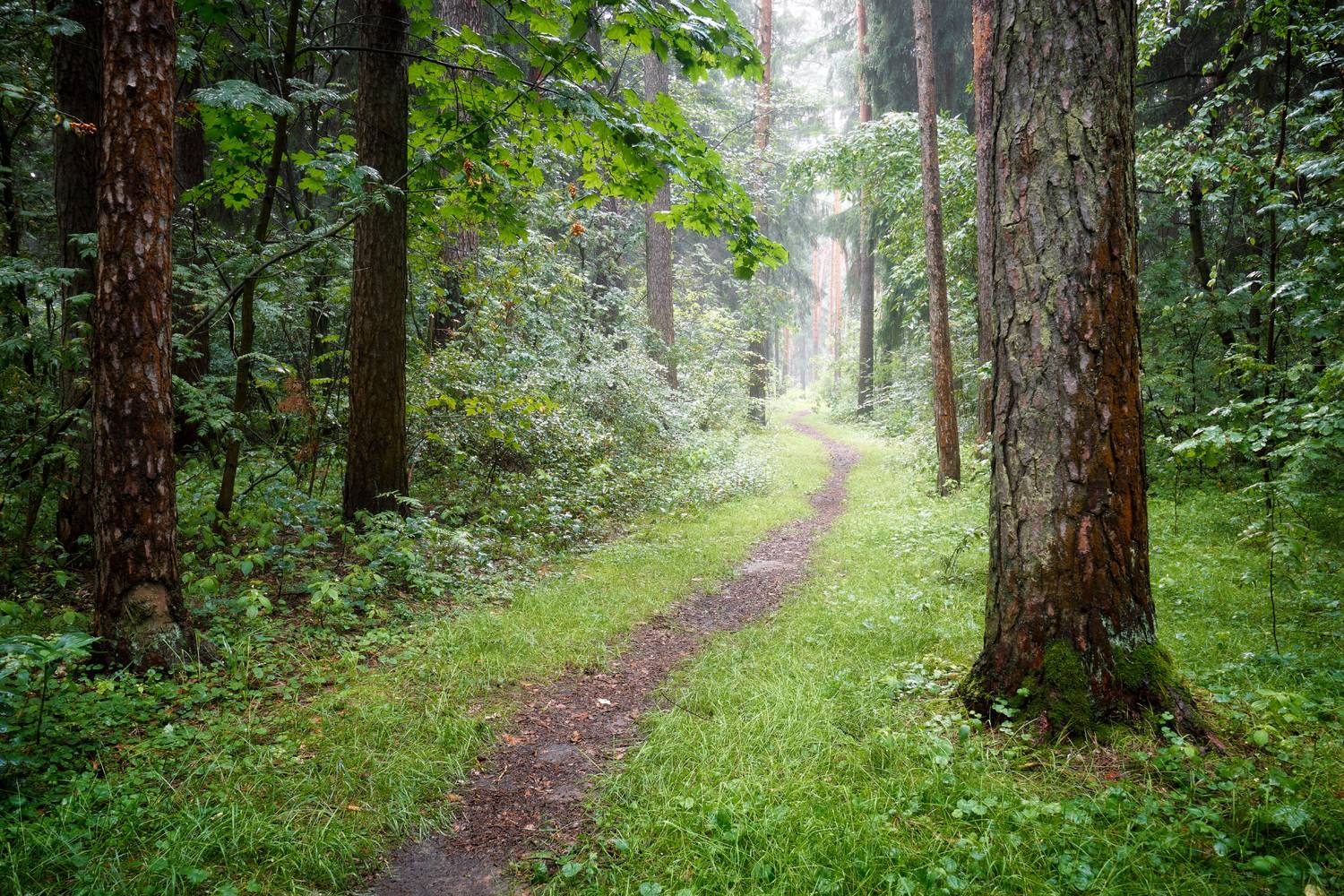 лес, деревья, листва, свет, Валерий Вождаев