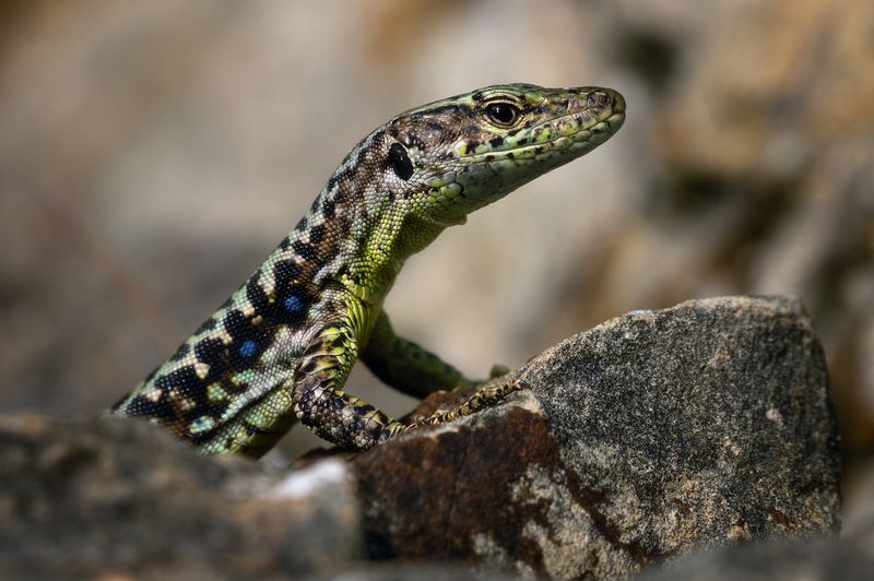 Ящерицы хорошо умеют позировать.photo preview