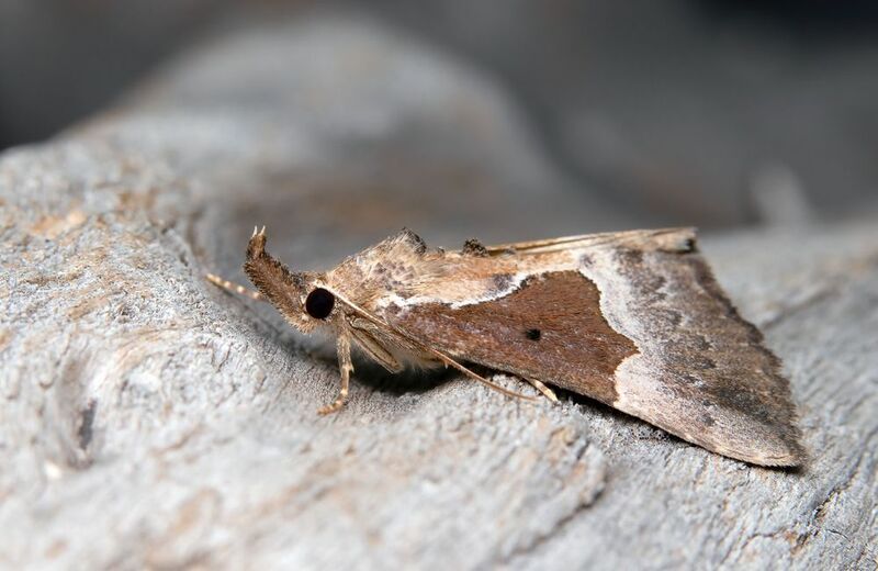 макрофото, макрофотографии, фотомакро, насекомые, макромир, макрофотограф, макроаддикт, макро_мир, naturelovers, naturelover, naturephotography, macrolove, macro_love, biodiversity, macrophotography, macro, macronature, entomology, arthropods, arthropod,  Hypena bijugalis фото превью