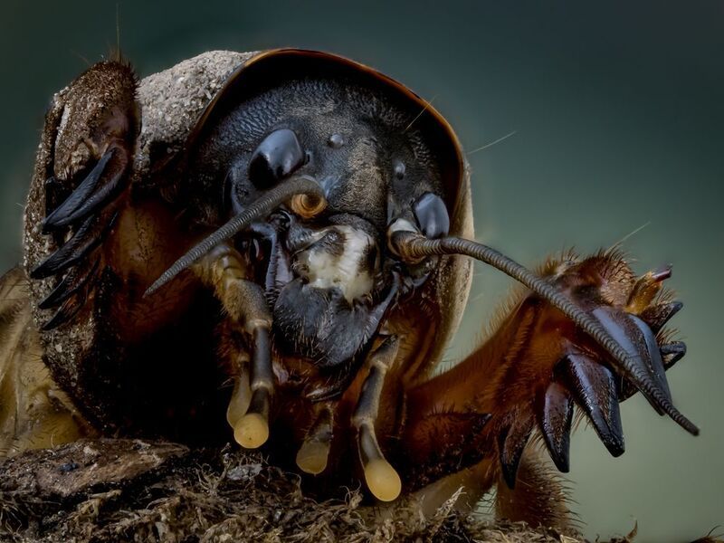 МЕДВЕДКА.photo preview