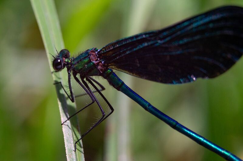 Красотка-девушкаphoto preview