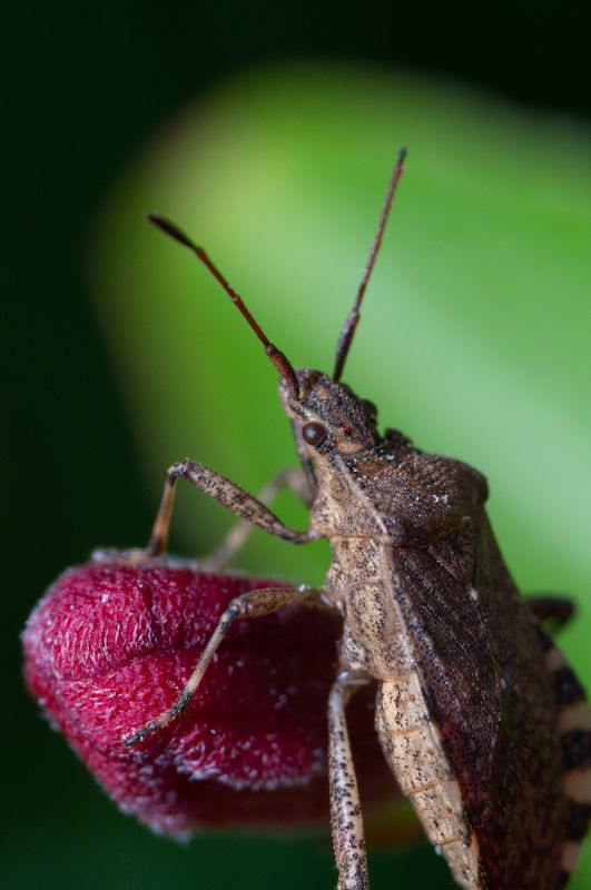 Краевик окаймленныйphoto preview