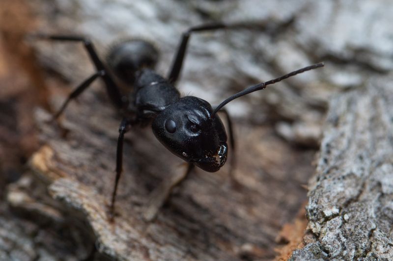 Кампонотусphoto preview