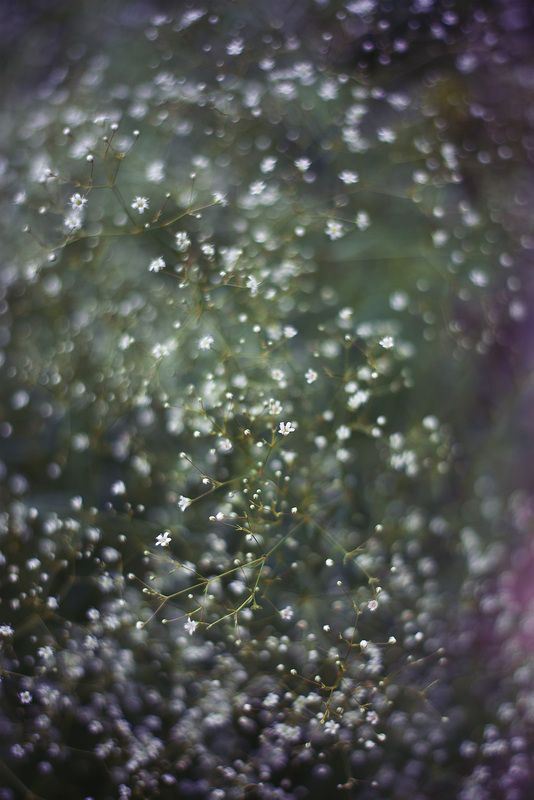 Жемчужная россыпь гипсофилыphoto preview