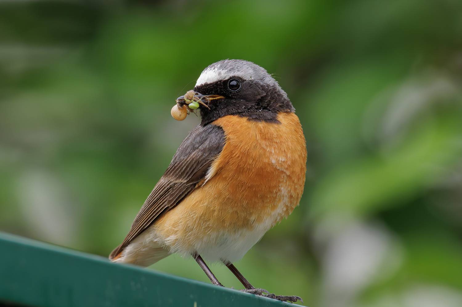 горихвостка, горихвостка обыкновенная, птица,, Морозов Сергей