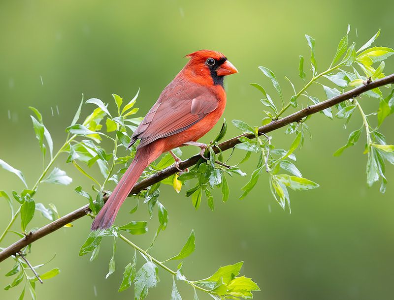 красный кардинал, northern cardinal, cardinal,кардинал Northern Cardinal male - Красный кардинал самецphoto preview
