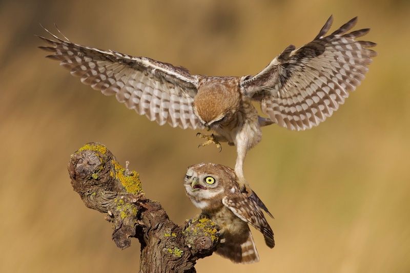 Little owls  фото превью