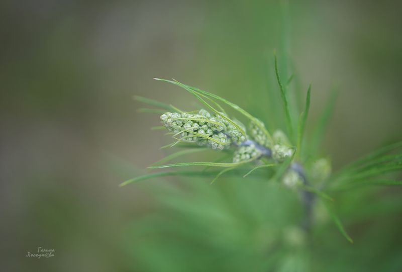 гроздовик, макро Милый скромный гроздовикphoto preview