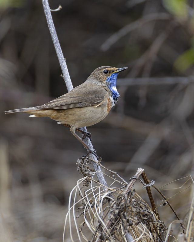 варакушка, птицы Варакушкаphoto preview