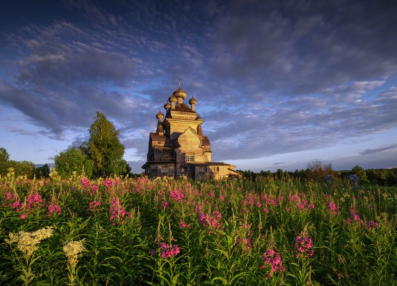 подпорожье, жеребцова гора, медведевская, онега, поонежье, иван-чай, кипрей, архангельская область В зарослях Иван-чаяphoto preview