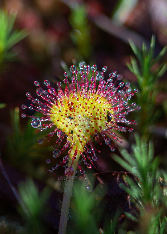 Росянка в росеphoto preview