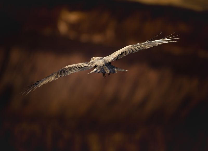 купаясь в последних лучах солнцаphoto preview