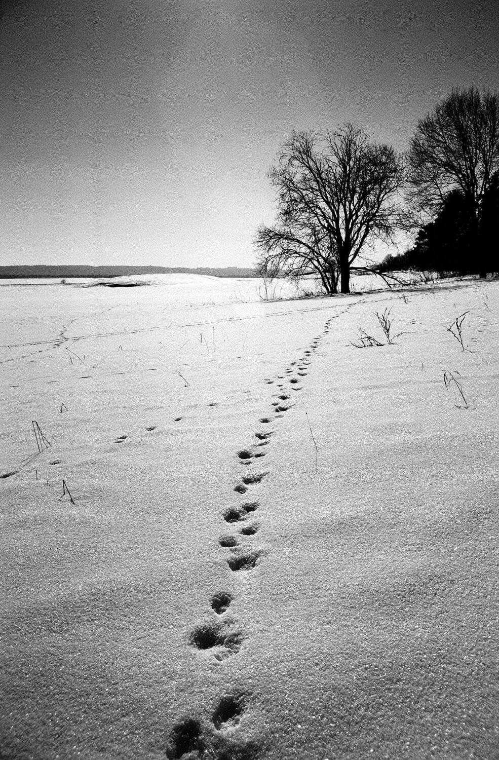 Автор: Медведев Александр , Медведев Александр