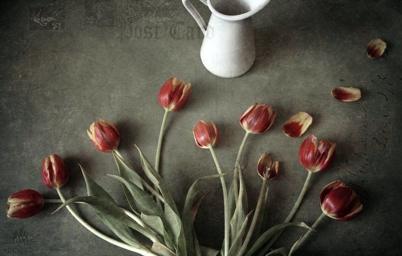 Открытка с тюльпанами фото превью