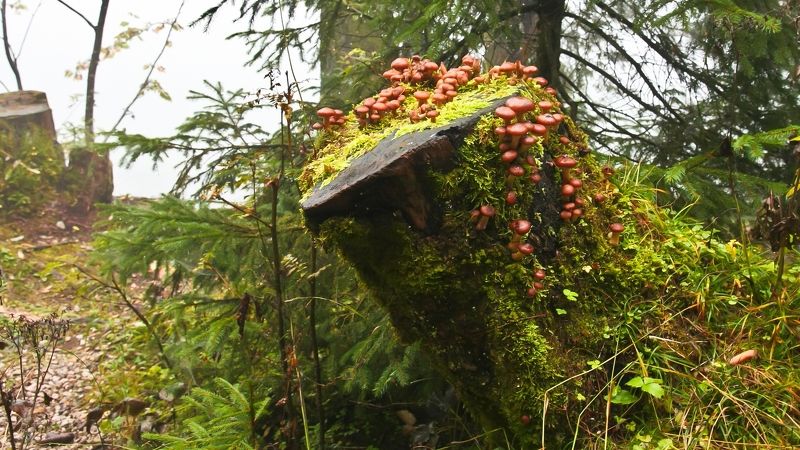 Это Осеньphoto preview