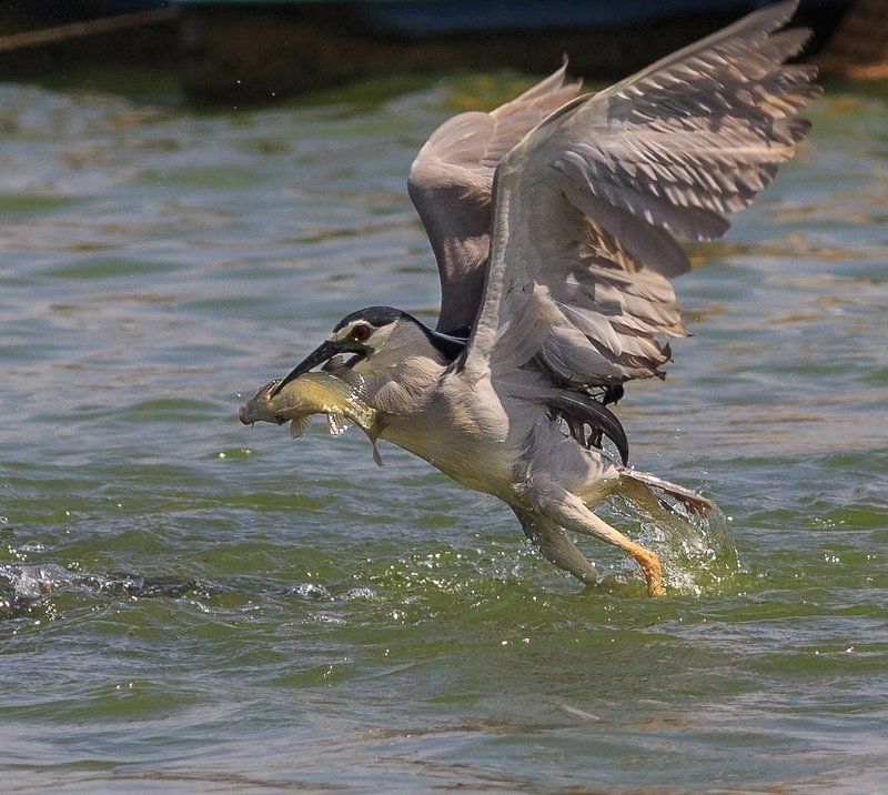 удачливый рыбакphoto preview