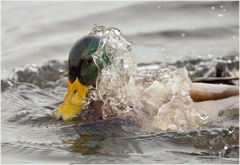 Anas platyrhynchos, Кряква Головомойкаphoto preview