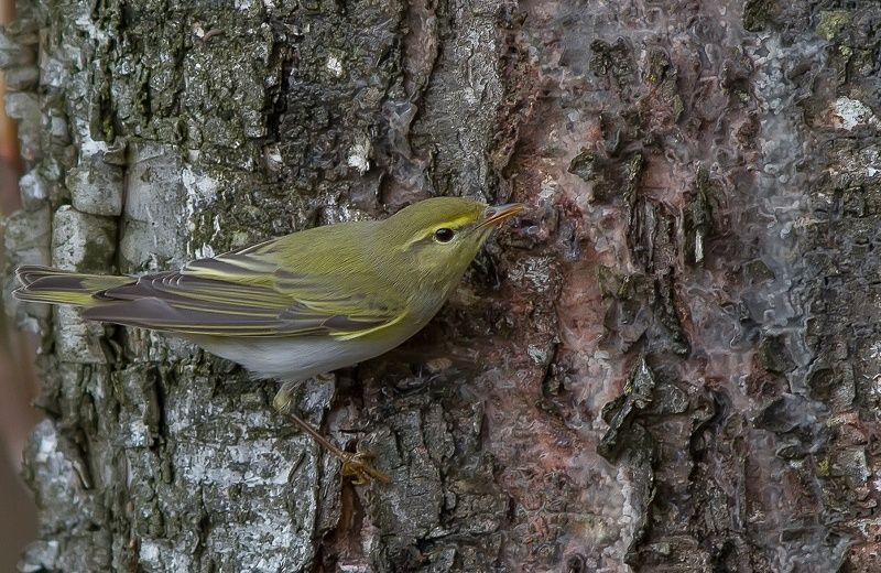 Весничка, птицы Пеночка-весничка photo preview