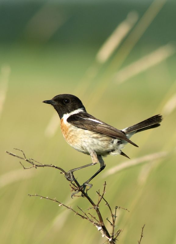 Фотоохотаphoto preview