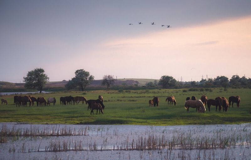 Веселая Гриваphoto preview