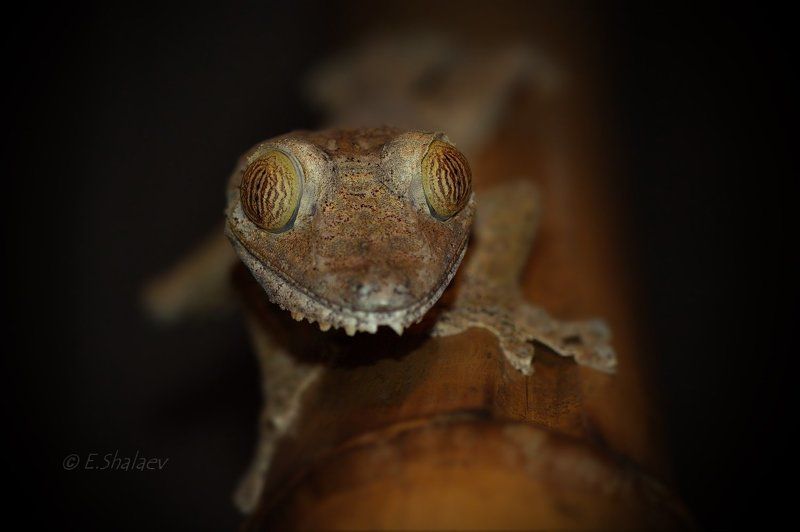 Geckos, Lizards, Reptilia, Uroplatus fimbriatus, Геккон, ГЕККОН ПЛОСКОХВОСТЫЙ, Рептилия, Ящерица Живущие в ночи 11photo preview
