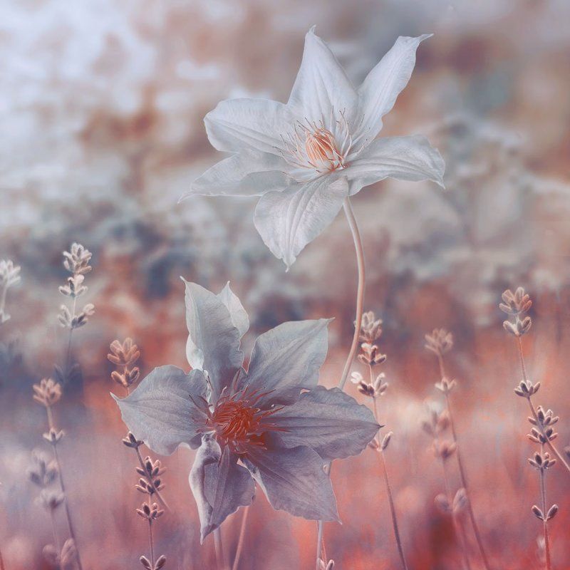 Розовые цветы, Трава, Цветы белые, Цветы полевые *****photo preview