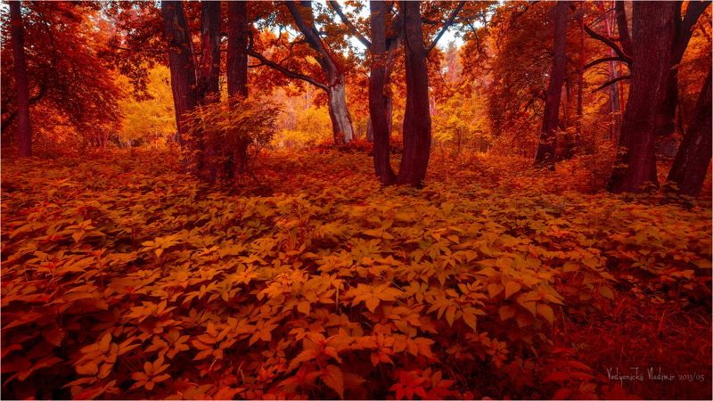 Деревья, Дрозды, Красный, Минск, Парк Охраphoto preview