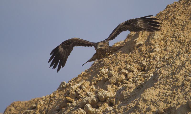 черный коршун.зима-весна.Израиль 2016photo preview