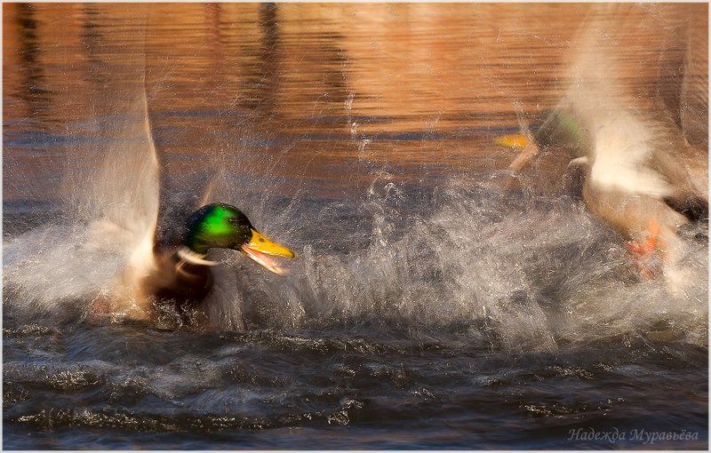 Anas platyrhynchos, Драка, Кряква, Селезень - А ты кто такой?!photo preview