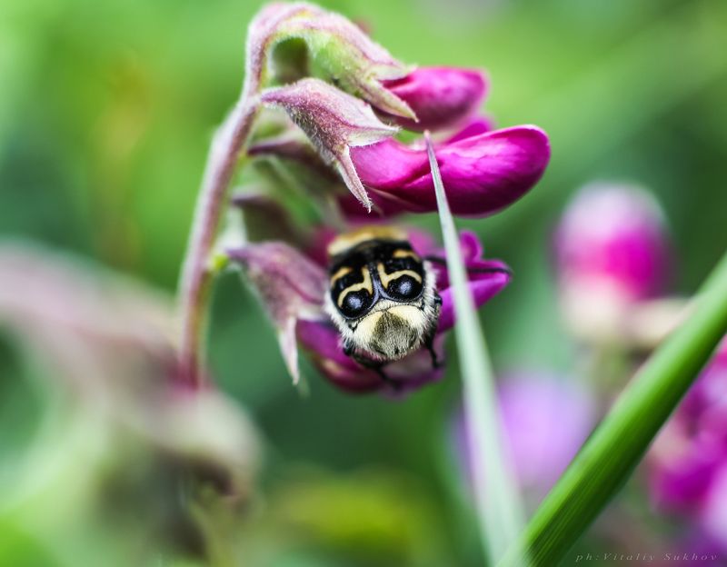 Маска фото превью