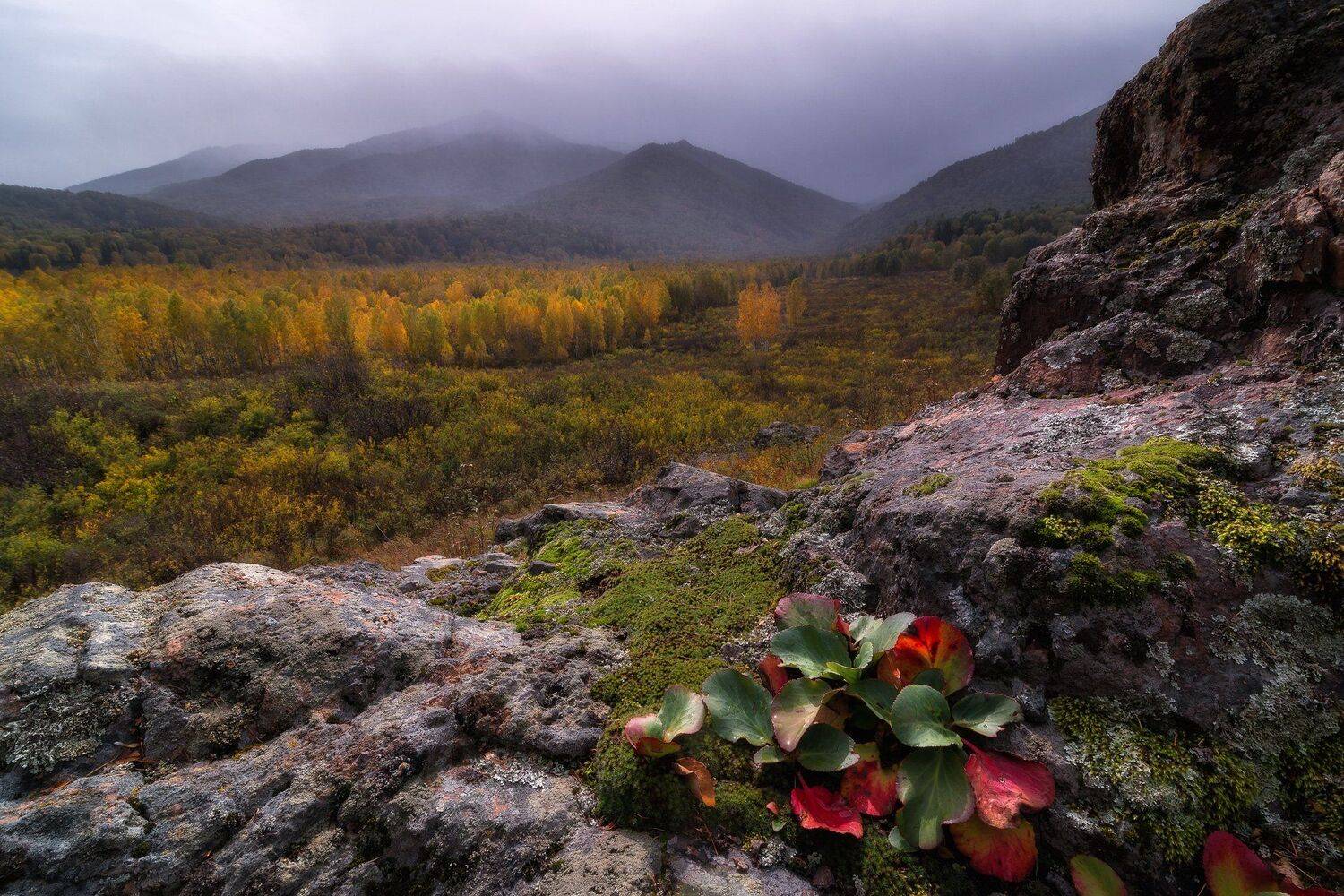 алтай, осень, скалы, горы, лес, тучи, флора, бадан, дождь, пасмурно, мох, Павел Силиненко