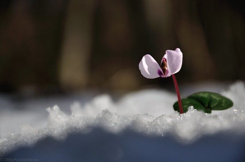 Весна, Первоцветы, Цикламен Sign of Springphoto preview
