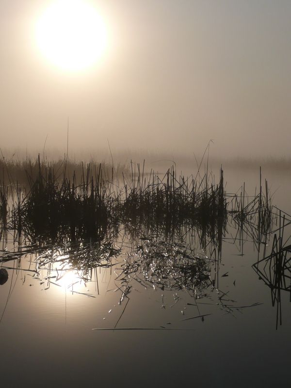 Утреннее настроение.photo preview