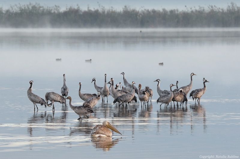 Животные, Журавли, Озеро, Пеликаны, Природа, Птицы, Туман, Утро - Доброе утро !photo preview