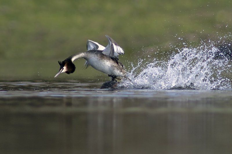 чомга, голям гмурец Бегун на водеphoto preview