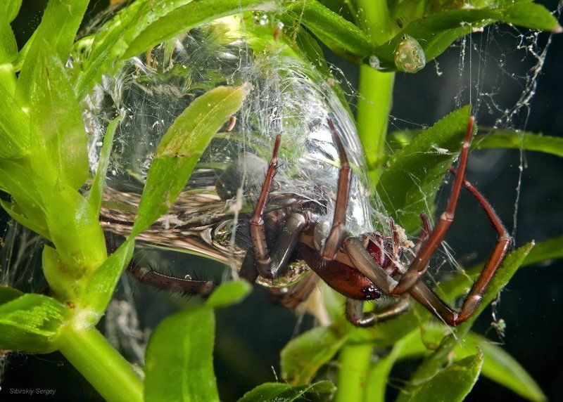 паук серебрянка,  подводный колокол Удивительная Аргиронета фото превью